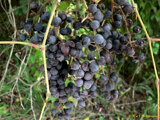 {Vitis vulpina}